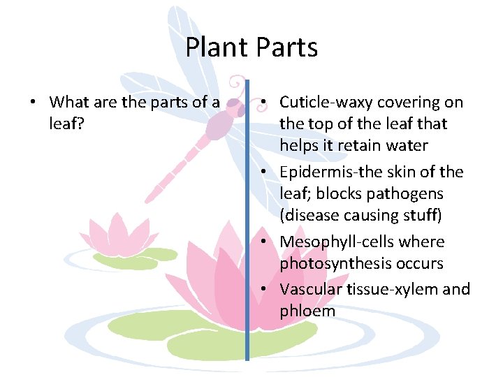 Plant Parts • What are the parts of a leaf? • Cuticle-waxy covering on