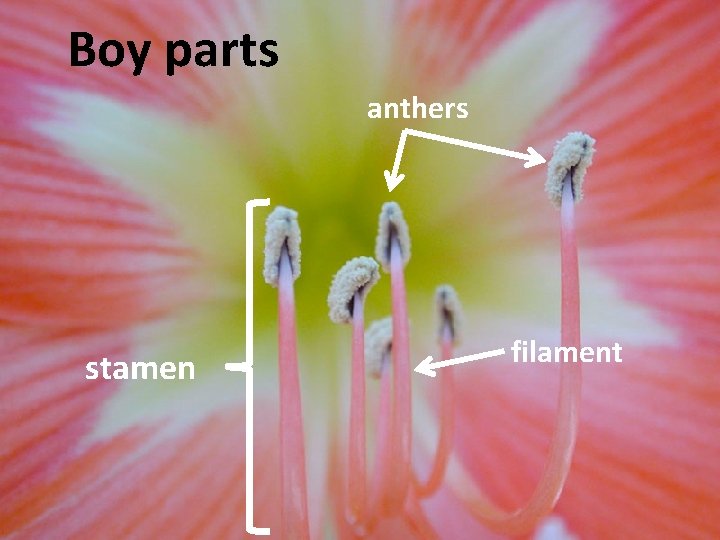 Boy parts anthers stamen filament 