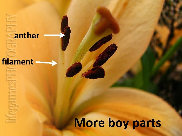 anther filament More boy parts 