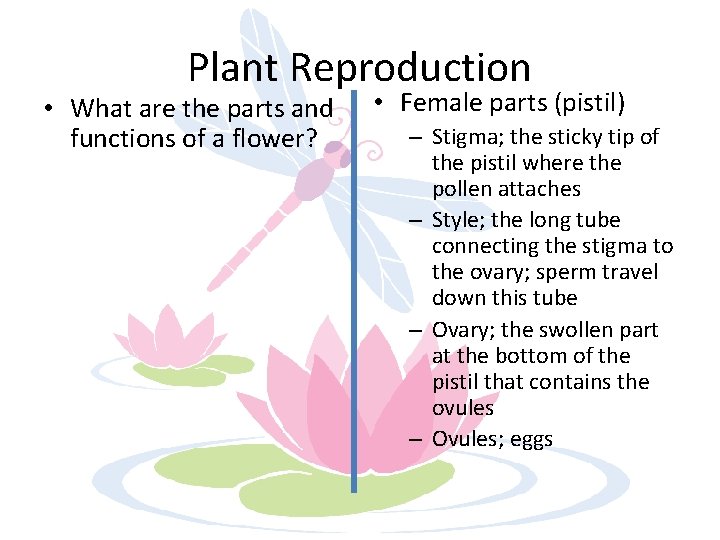 Plant Reproduction • What are the parts and functions of a flower? • Female