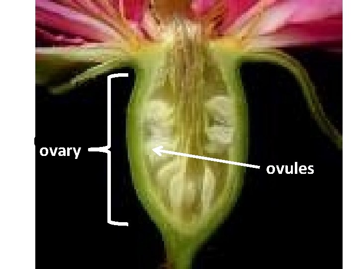 Ovary ovules 