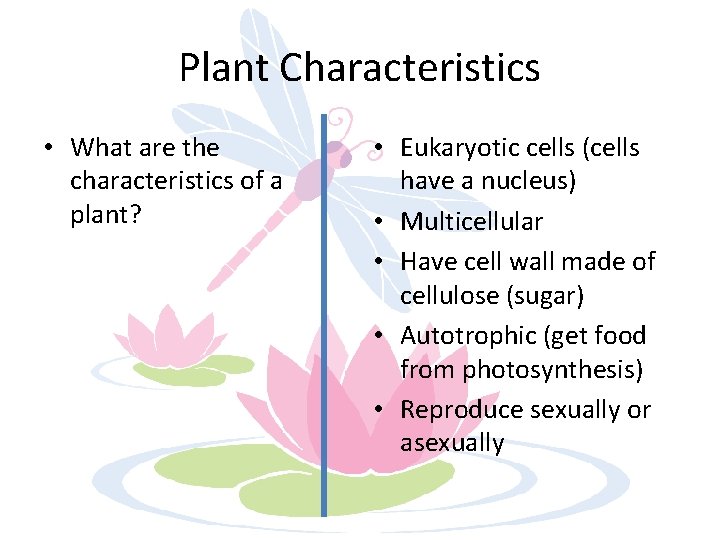 Plant Characteristics • What are the characteristics of a plant? • Eukaryotic cells (cells