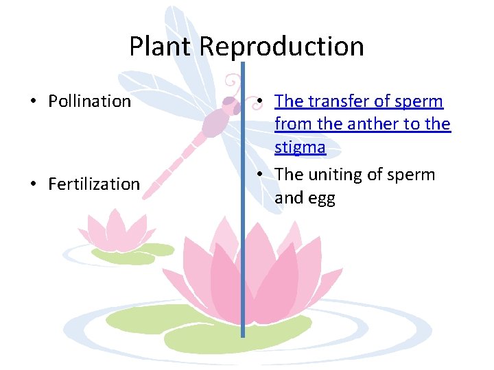 Plant Reproduction • Pollination • Fertilization • The transfer of sperm from the anther