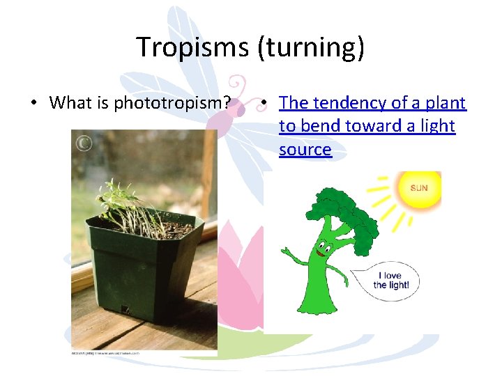 Tropisms (turning) • What is phototropism? • The tendency of a plant to bend