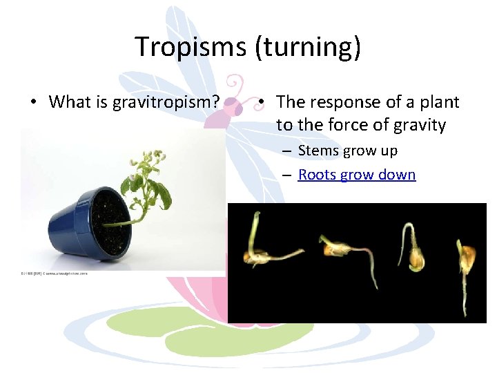 Tropisms (turning) • What is gravitropism? • The response of a plant to the