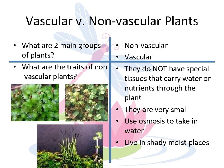 Vascular v. Non-vascular Plants • What are 2 main groups of plants? • What