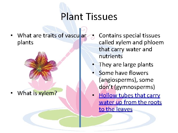 Plant Tissues • What are traits of vascular • Contains special tissues plants called