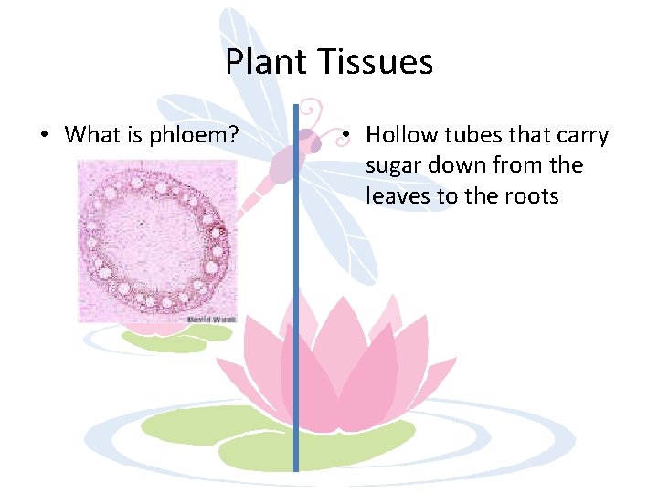 Plant Tissues • What is phloem? • Hollow tubes that carry sugar down from