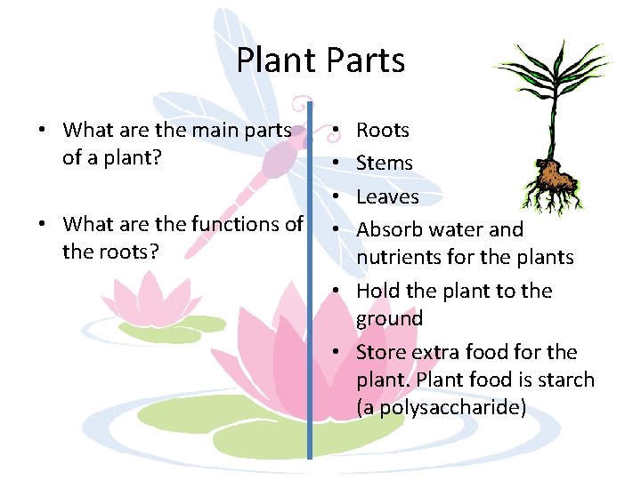 Plant Parts • What are the main parts of a plant? • What are