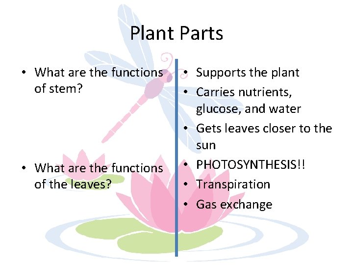 Plant Parts • What are the functions of stem? • What are the functions