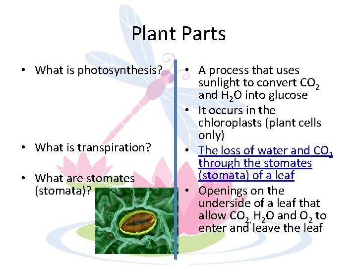 Plant Parts • What is photosynthesis? • What is transpiration? • What are stomates