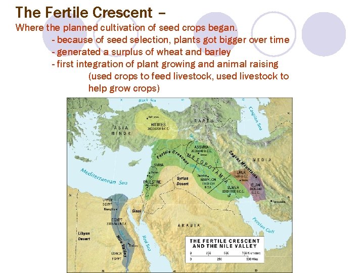 The Fertile Crescent – Where the planned cultivation of seed crops began. - because