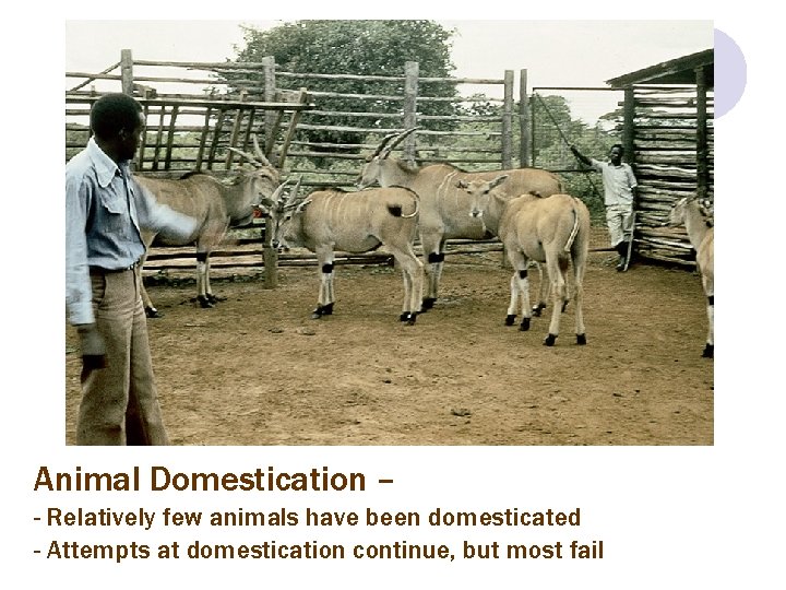 Animal Domestication – - Relatively few animals have been domesticated - Attempts at domestication