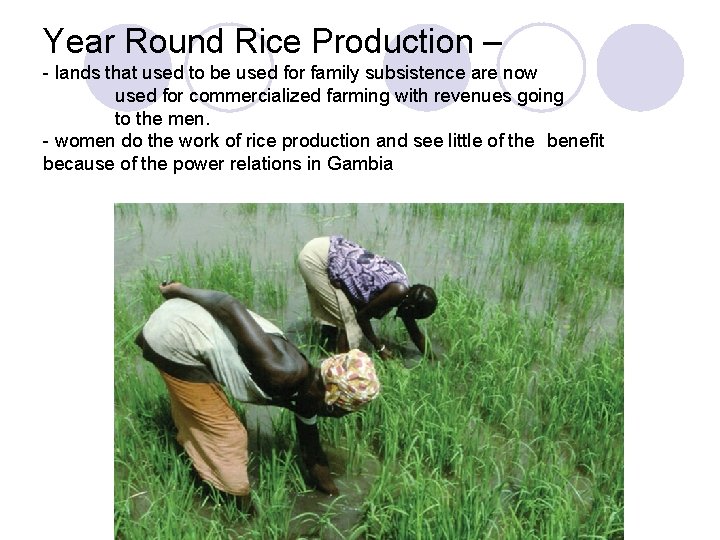 Year Round Rice Production – - lands that used to be used for family