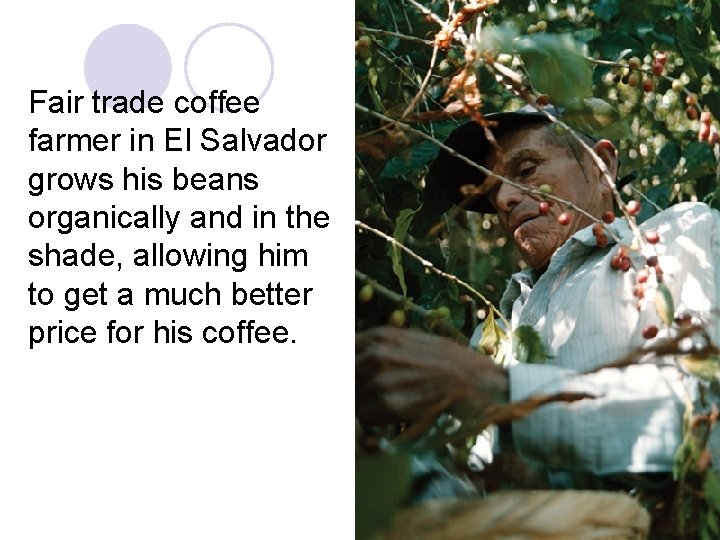 Fair trade coffee farmer in El Salvador grows his beans organically and in the