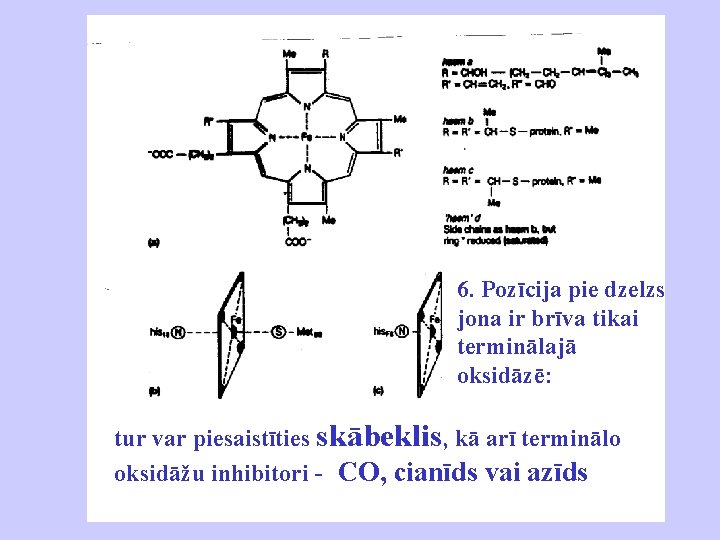 6. Pozīcija pie dzelzs jona ir brīva tikai terminālajā oksidāzē: tur var piesaistīties skābeklis,