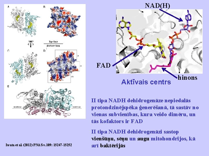 NAD(H) FAD Aktīvais centrs hinons II tipa NADH dehidrogenāze nepiedalās protondzinējspēka ģenerēšanā, tā sastāv