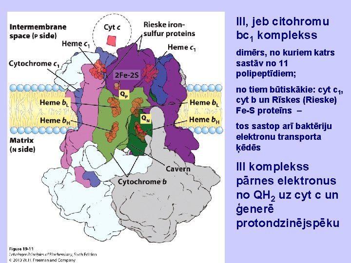 III, jeb citohromu bc 1 komplekss dimērs, no kuriem katrs sastāv no 11 polipeptīdiem;