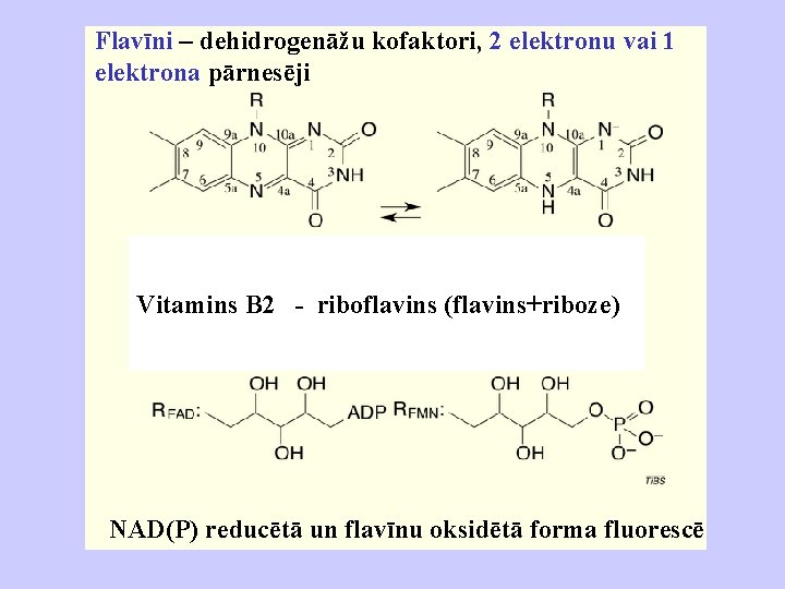 Flavīni – dehidrogenāžu kofaktori, 2 elektronu vai 1 elektrona pārnesēji Vitamins B 2 -