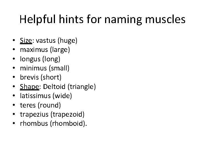 Helpful hints for naming muscles • • • Size: vastus (huge) maximus (large) longus