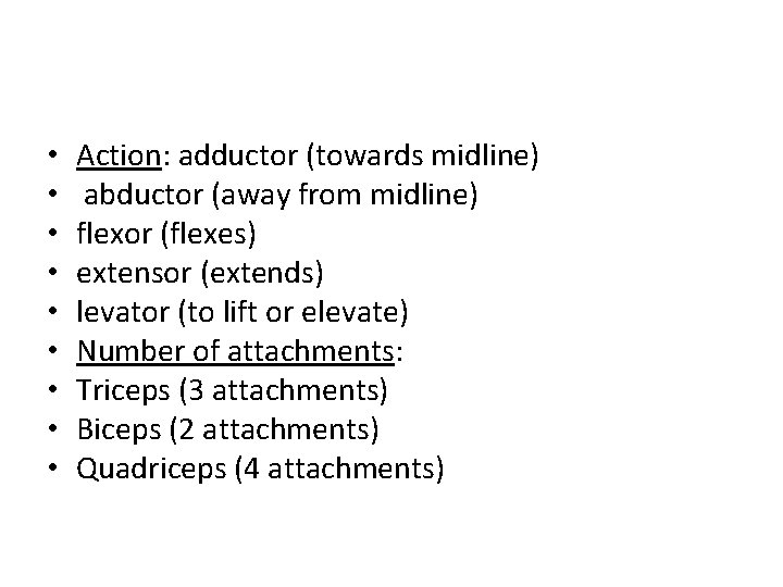  • • • Action: adductor (towards midline) abductor (away from midline) flexor (flexes)