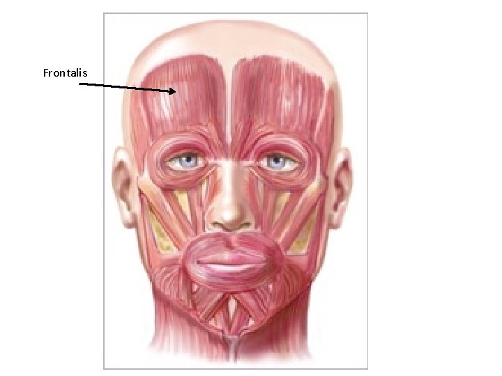 Frontalis 