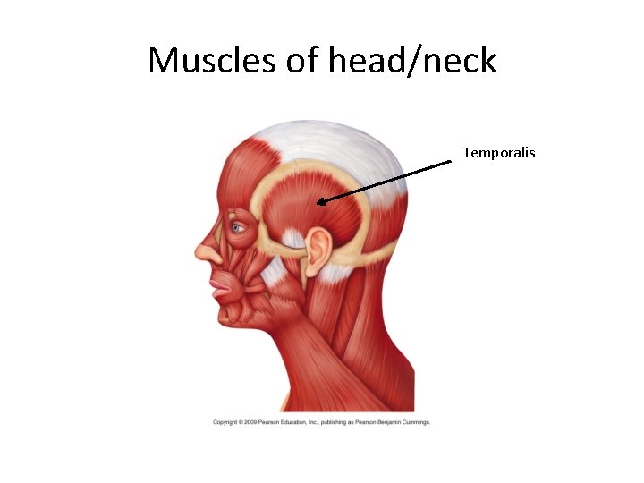 Muscles of head/neck Temporalis 