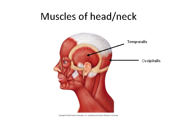 Muscles of head/neck Temporalis Occipitalis 