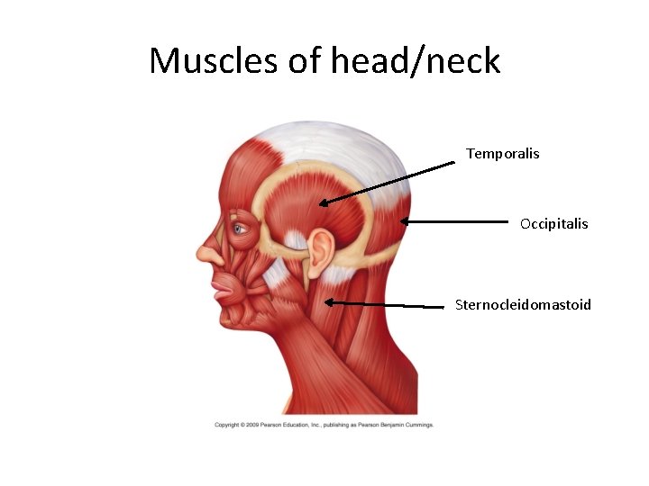 Muscles of head/neck Temporalis Occipitalis Sternocleidomastoid 