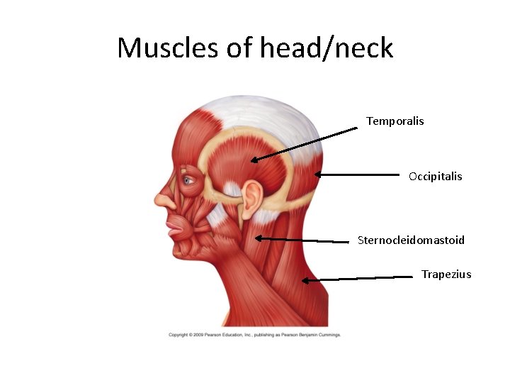 Muscles of head/neck Temporalis Occipitalis Sternocleidomastoid Trapezius 