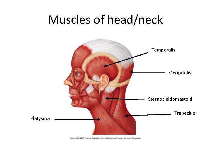 Muscles of head/neck Temporalis Occipitalis Sternocleidomastoid Platysma Trapezius 