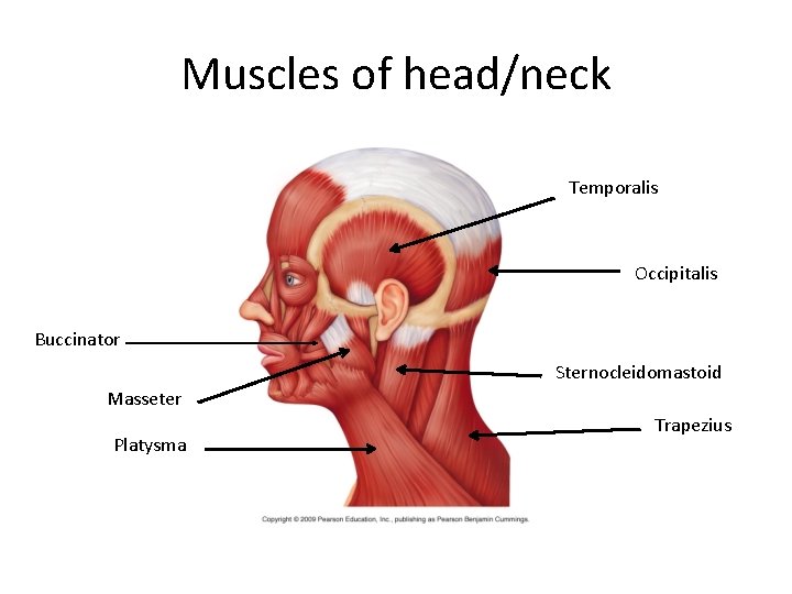 Muscles of head/neck Temporalis Occipitalis Buccinator Sternocleidomastoid Masseter Platysma Trapezius 