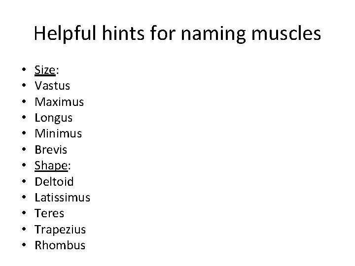 Helpful hints for naming muscles • • • Size: Vastus Maximus Longus Minimus Brevis