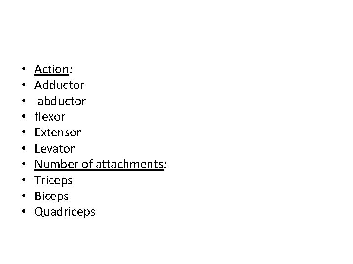  • • • Action: Adductor abductor flexor Extensor Levator Number of attachments: Triceps