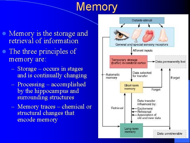 Memory is the storage and retrieval of information l The three principles of memory