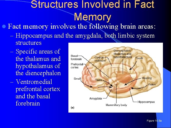 Structures Involved in Fact Memory l Fact memory involves the following brain areas: –