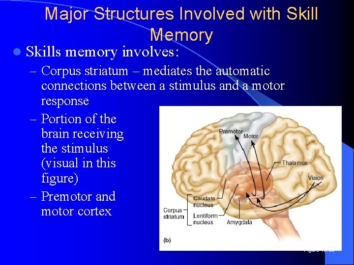 Major Structures Involved with Skill Memory l Skills memory involves: – Corpus striatum –