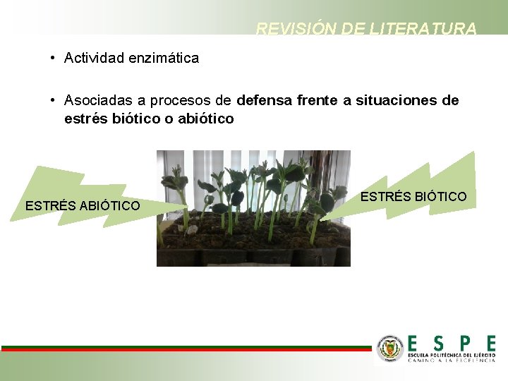 REVISIÓN DE LITERATURA • Actividad enzimática • Asociadas a procesos de defensa frente a