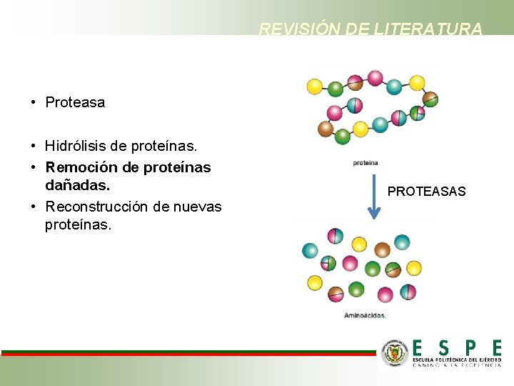 REVISIÓN DE LITERATURA • Proteasa • Hidrólisis de proteínas. • Remoción de proteínas dañadas.