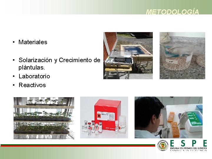 METODOLOGÍA • Materiales • Solarización y Crecimiento de plántulas. • Laboratorio • Reactivos 