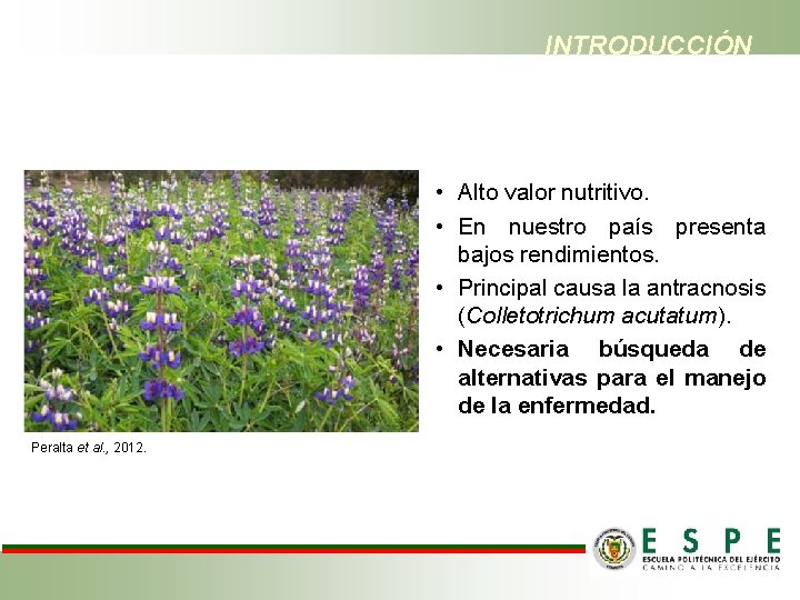 INTRODUCCIÓN • Alto valor nutritivo. • En nuestro país presenta bajos rendimientos. • Principal