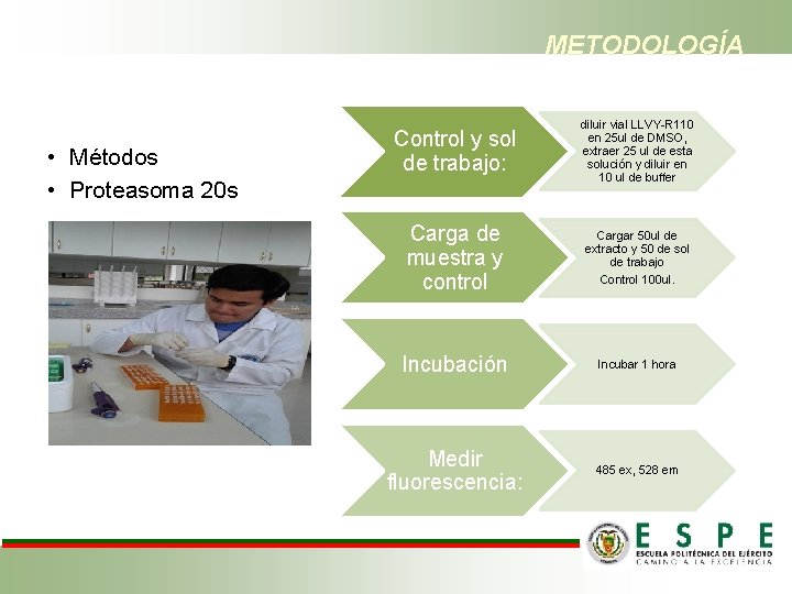 METODOLOGÍA • Métodos • Proteasoma 20 s Control y sol de trabajo: diluir vial