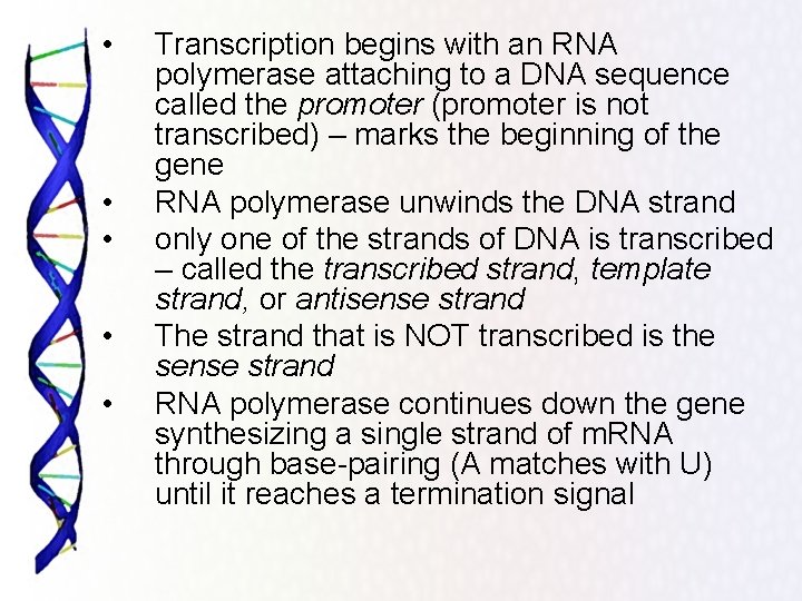  • • • Transcription begins with an RNA polymerase attaching to a DNA