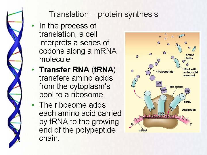 Translation – protein synthesis • In the process of translation, a cell interprets a
