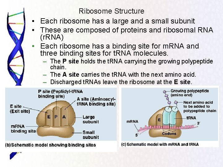 Ribosome Structure • Each ribosome has a large and a small subunit • These