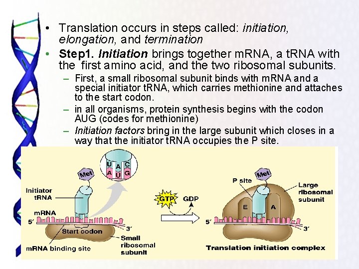  • Translation occurs in steps called: initiation, elongation, and termination • Step 1.