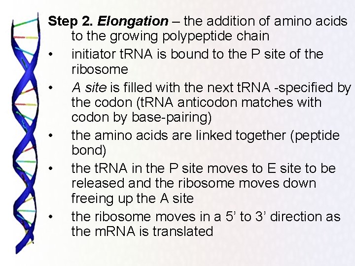 Step 2. Elongation – the addition of amino acids to the growing polypeptide chain