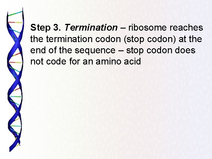 Step 3. Termination – ribosome reaches the termination codon (stop codon) at the end