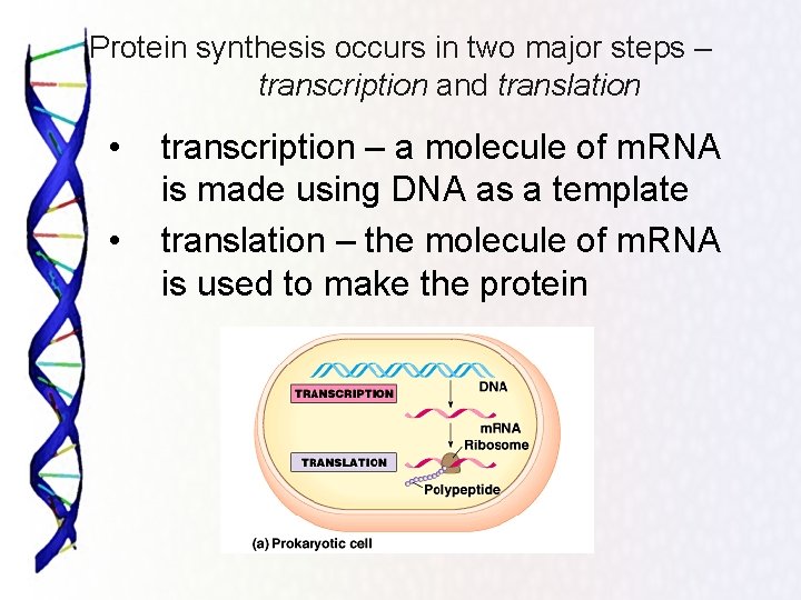 Protein synthesis occurs in two major steps – transcription and translation • • transcription