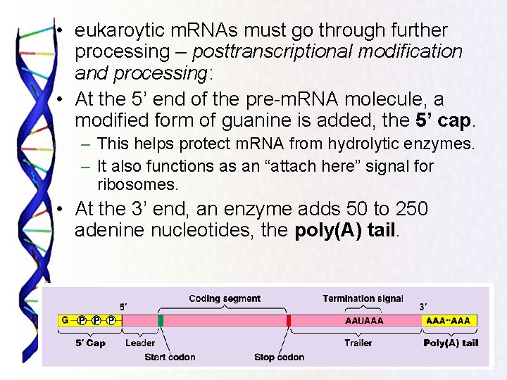  • eukaroytic m. RNAs must go through further processing – posttranscriptional modification and